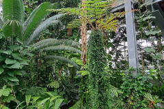 botanicnivrt7